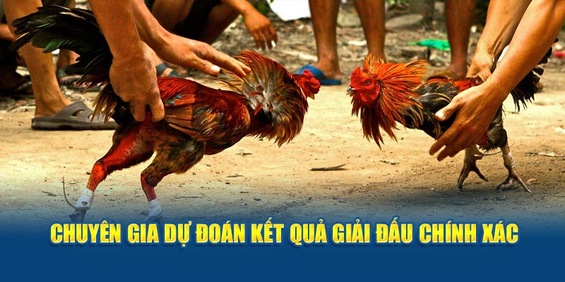 Chuyên gia dự đoán kết quả giải đấu chính xác